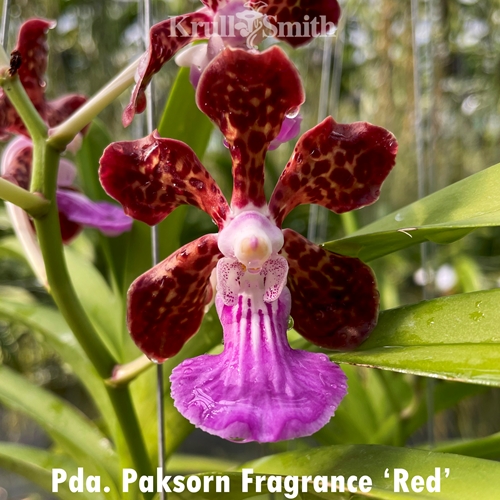 Pda. Paksorn Fragrance 'Red'