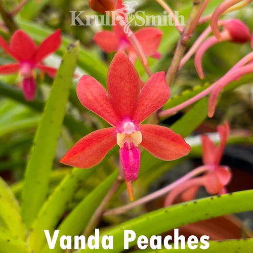 Vanda Peaches