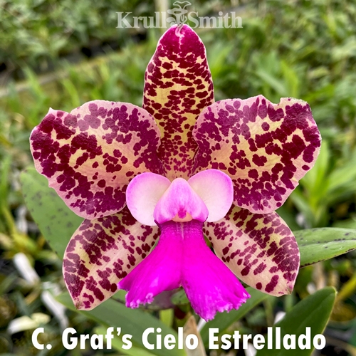 Cattleya Graf's Cielo Estrellado