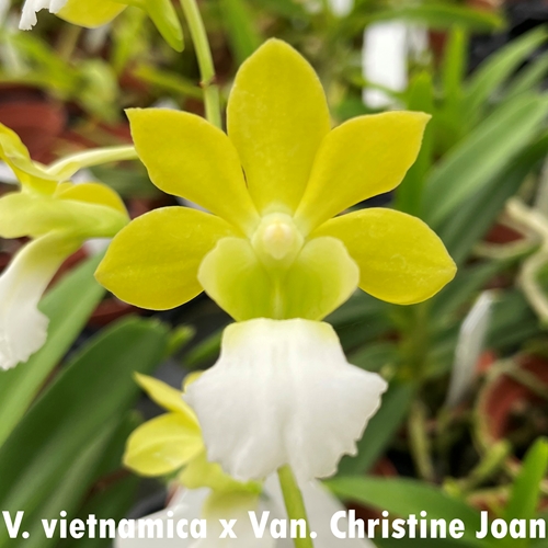 Vanda vietnamica x Van. Christine Joan