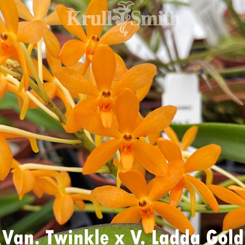 Vanda Twinkle x Van Ladda Gold