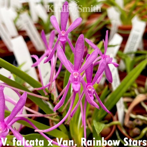 Vanda falcata x Van. Rainbow Stars