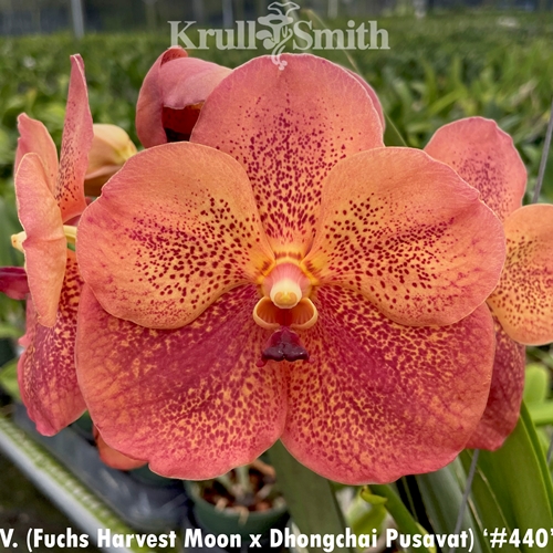 Vanda (Fuchs Harvest Moon x Dhongchai Pusavat) '#440'