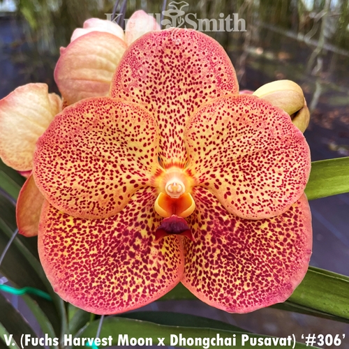 Vanda (Fuchs Harvest Moon x Dhongchai Pusavat) '#306'