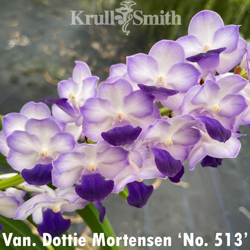 Van. Dottie Mortensen 'No. 513'