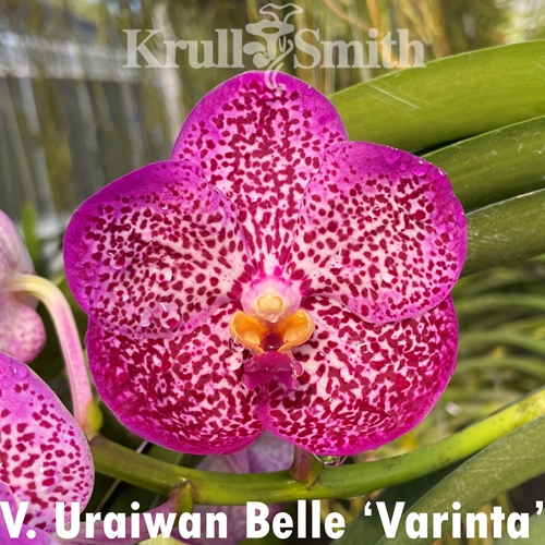 Vanda Uraiwan Belle 'Varinta'