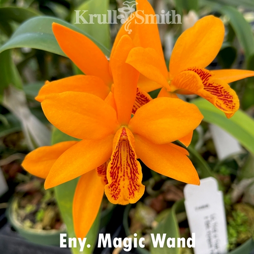 Eny. Magic Wand