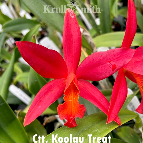 Ctt. Koolau Treat