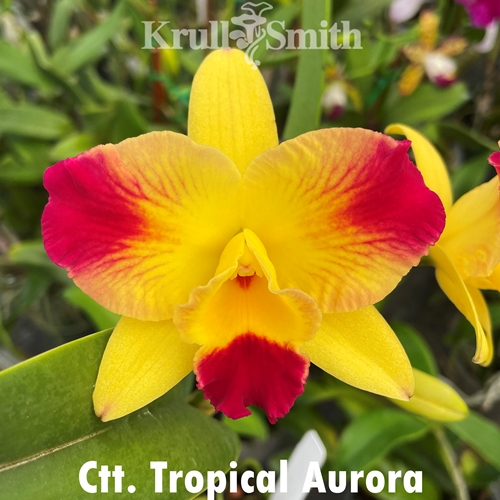 Ctt. Tropical Aurora