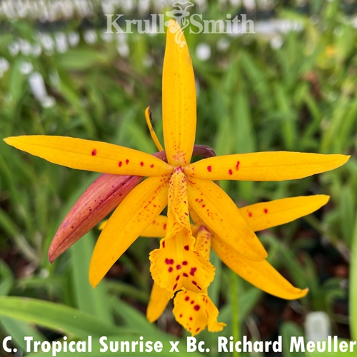 Cattleya Tropical Sunrise x Bc. Richard Meuller