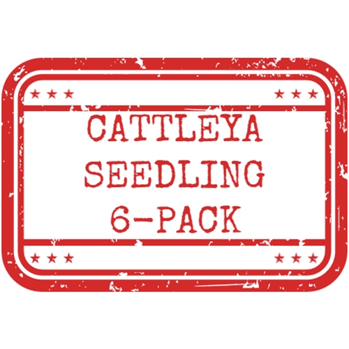 *Cattleya Seedling 6-pack*