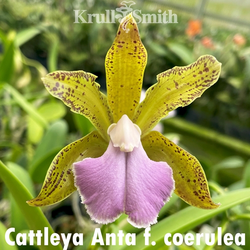 Cattleya Anta f. coerulea