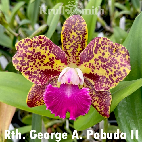 Rth. George A. Pobuda II