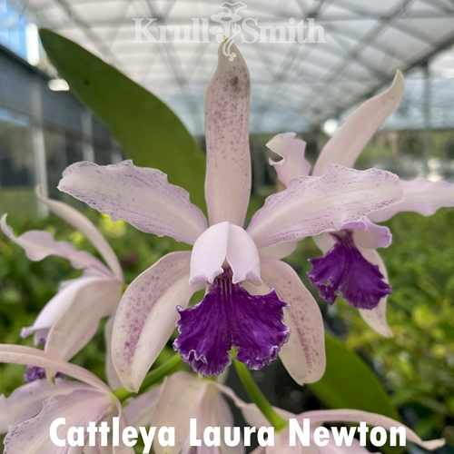 Cattleya Laura Newton