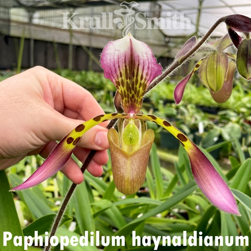 Paphiopedilum haynaldianum