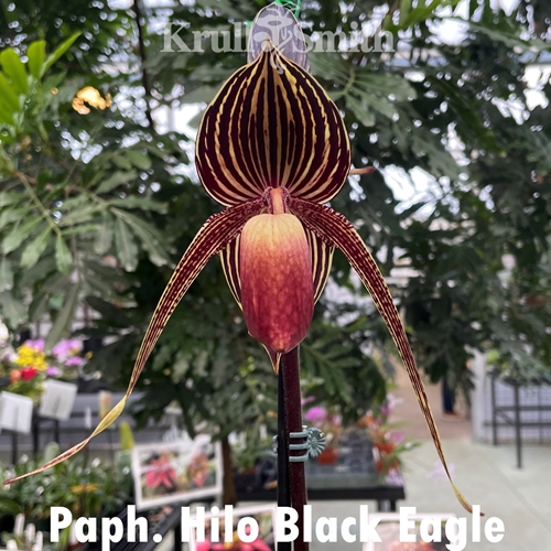 Paphiopedilum Hilo Black Eagle