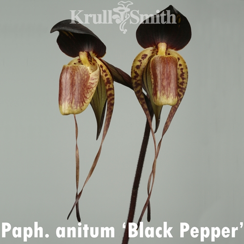 Seedling Parent B Paphiopedilum Hsinying Anita