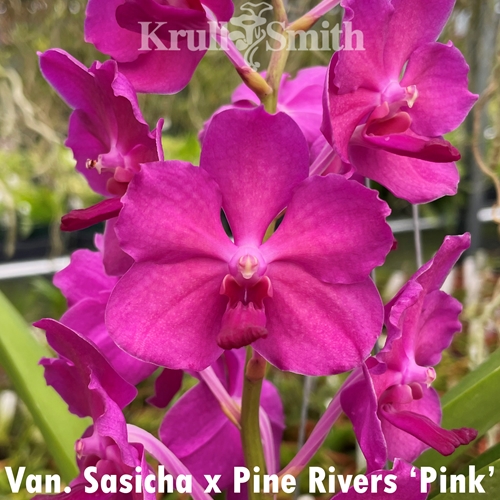 Van. Sasicha x Pine Rivers 'Pink'