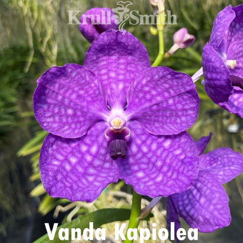 Vanda Kapiolea