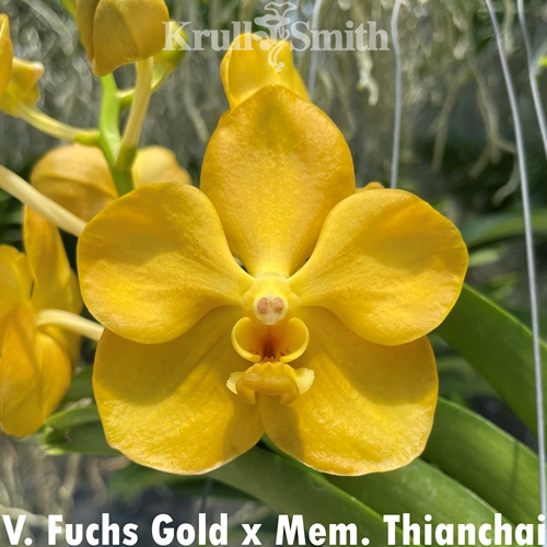 Vanda Fuchs Gold x Mem. Thianchai