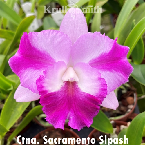 Ctna. Sacramento Splash