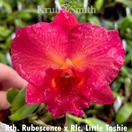 Rth. Rubescence x Rlc. Little Toshie