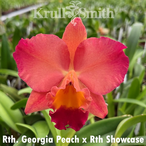 Rth. Georgia Peach x Rth. Showcase