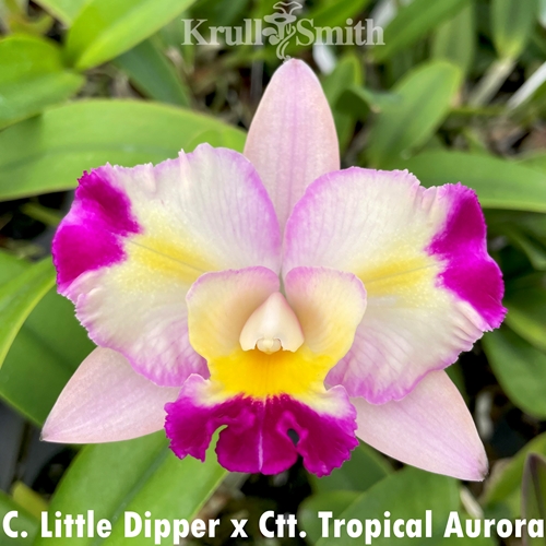 Cattleya Little Dipper x Ctt. Tropical Aurora