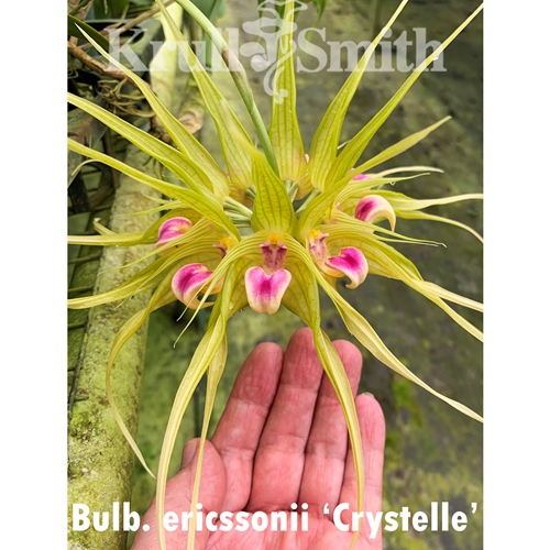 Bulbophyllum virescens x Bulb. kubahense