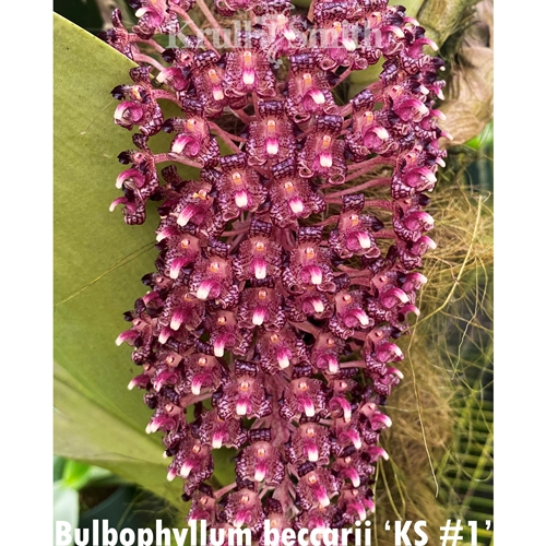 Bulbophyllum virescens x Bulb. beccarii Parent 2