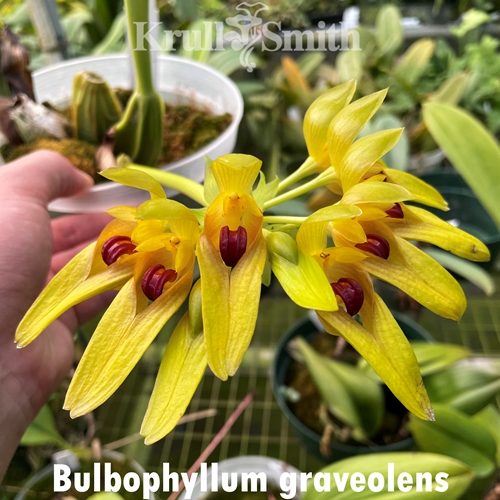 Bulbophyllum graveolens