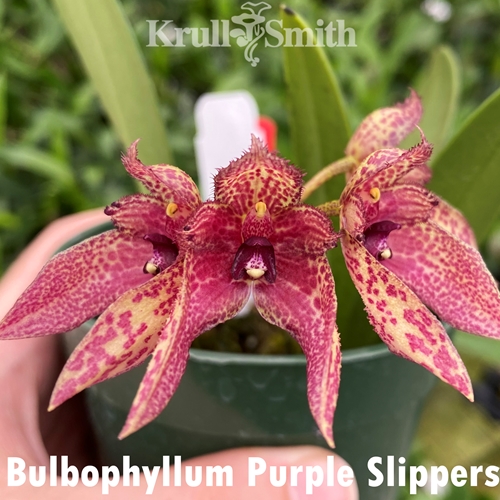 Bulbophyllum Purple Slippers