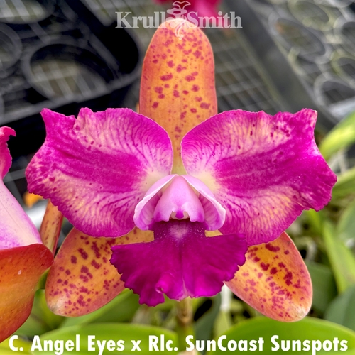 Cattleya Angel Eyes x Rlc. SunCoast Sunpots
