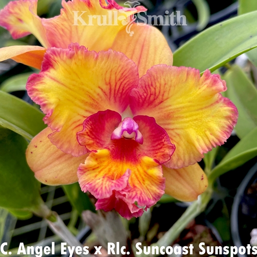 Slc. Circle Of Life 'Red Halo' x Pot. Rubescence 'Sunset