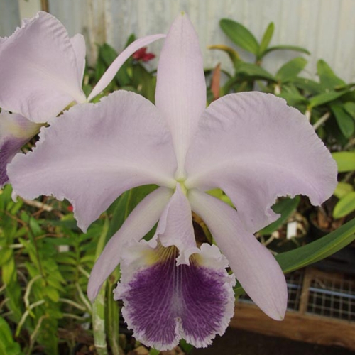 Ctt. Portia f. coerulea