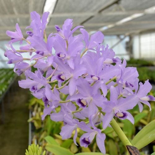 Seedling Parent B Ctt. Portia f. coerulea