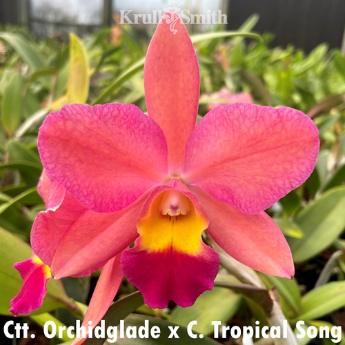 Ctt. Orchidglade x C. Tropical Song