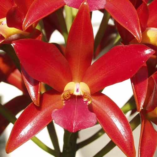 Ctt. Chongkolnee