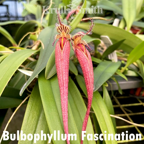 Bulbophyllum Fascination