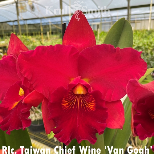 Rlc. Taiwan Chief Wine 'Van Gogh'