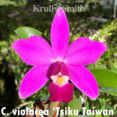 Cattleya violacea 'Tsiku Taiwan'