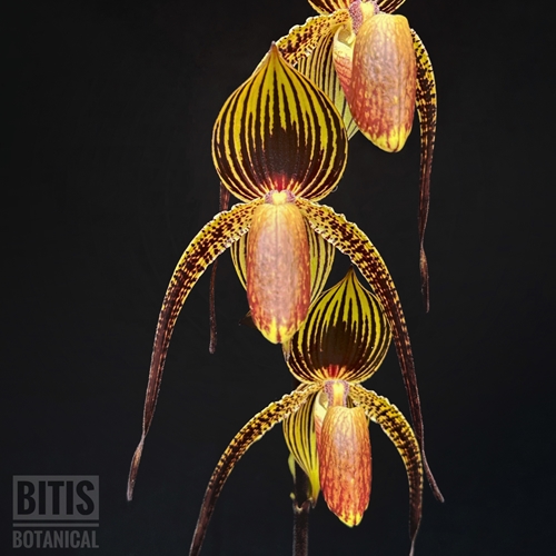 Paphiopedilum Wossner Black Wings Parent 1