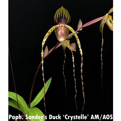 Paphiopedilum Sander's Duck x Prince Edward of York