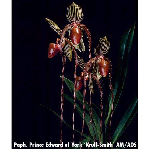 Seedling Parent B Paphiopedilum Sander's Duck x Prince Edward of York