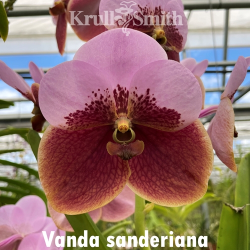 Vanda sanderiana