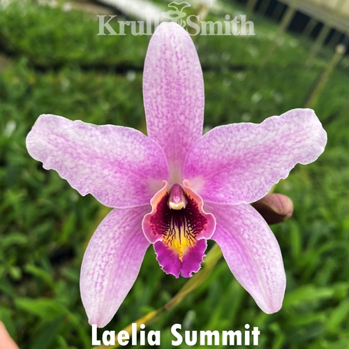 Laelia Summit