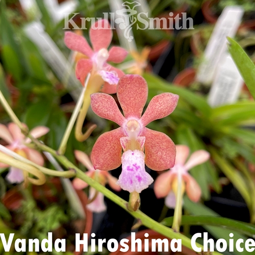 Vanda Hiroshima Choice