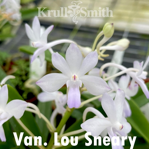 Van. Lou Sneary