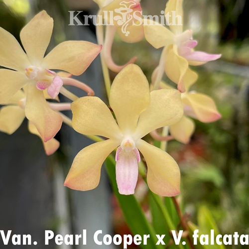 Vanda falcata x Van. Pearl Cooper