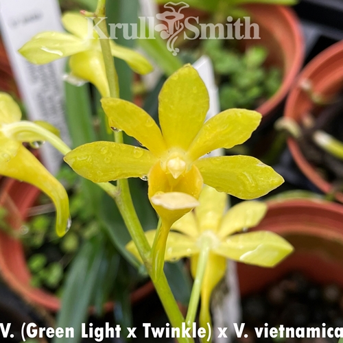 Vanda vietnamica x Vanda (Green Light x Twinkle)